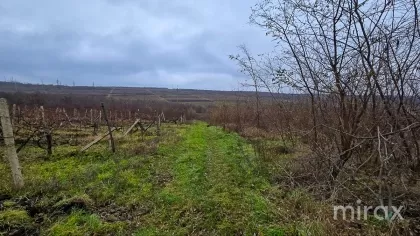 мун. Гидигич, Кишинев, Молдова изображение 205403