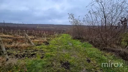 мун. Гидигич, Кишинев, Молдова изображение 205408
