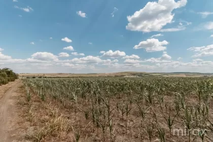 Санжера, Кишинев изображение 35605