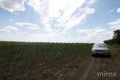 Сынжера, Кишинев изображение 31993