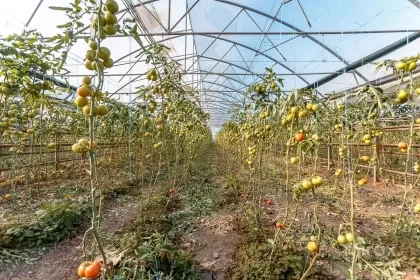 Оницкань, Криулень, Кишинев изображение 50006
