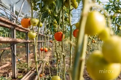 Оницкань, Криулень, Кишинев изображение 50004