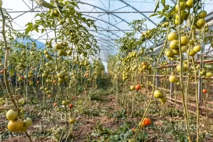 Оницкань, Криулень, Кишинев изображение 50003