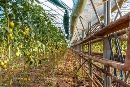 Оницкань, Криулень, Кишинев изображение 50005